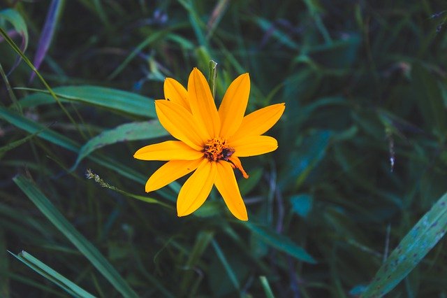 Unduh gratis Flower At Spring - foto atau gambar gratis untuk diedit dengan editor gambar online GIMP