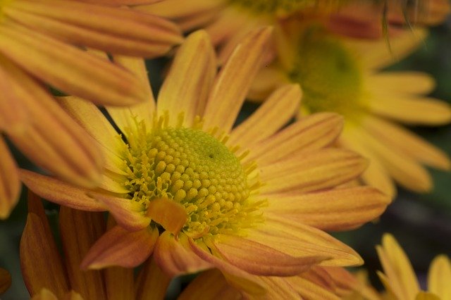 Free download Flower Autumn Chrysanthemum In The -  free photo or picture to be edited with GIMP online image editor
