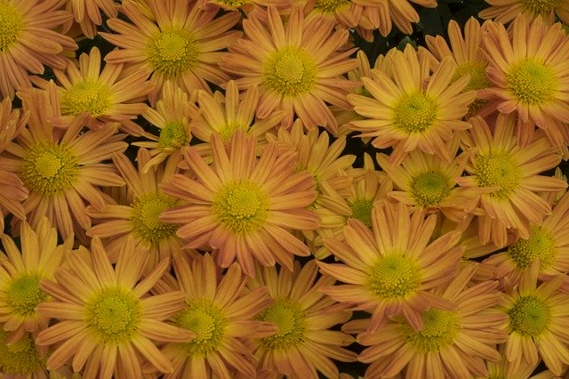 Download gratuito Flower Autumn In The Fall - foto o immagine gratuita da modificare con l'editor di immagini online di GIMP