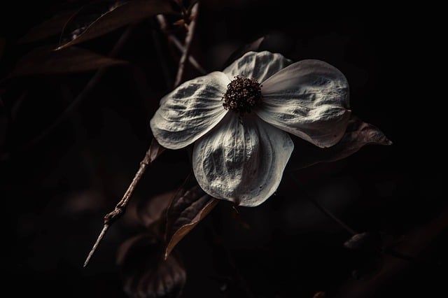 Unduh gratis bunga musim gugur alam flora mekar gambar gratis untuk diedit dengan editor gambar online gratis GIMP