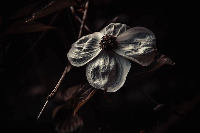 Free download flower autumn nature flora bloom free picture to be edited with GIMP free online image editor