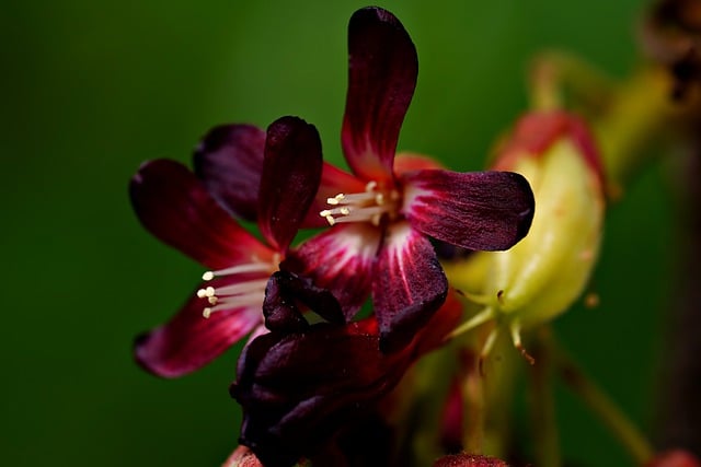 Free download flower avverhoa billimbi flora free picture to be edited with GIMP free online image editor