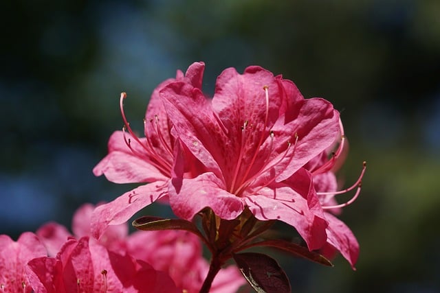 Free download flower azalea spring blossom bloom free picture to be edited with GIMP free online image editor