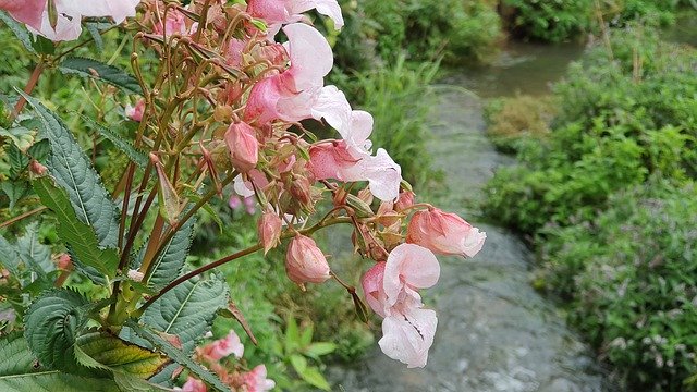 Kostenloser Download Flower Bach Blossom - kostenloses Foto oder Bild zur Bearbeitung mit GIMP Online-Bildbearbeitung