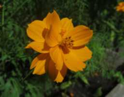 Free download Flower Backgrounds free photo or picture to be edited with GIMP online image editor