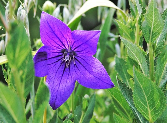 Unduh gratis Flower Balcony Purple - foto atau gambar gratis untuk diedit dengan editor gambar online GIMP