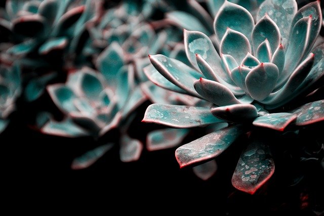 Free download flower b blossom bloom plant free picture to be edited with GIMP free online image editor