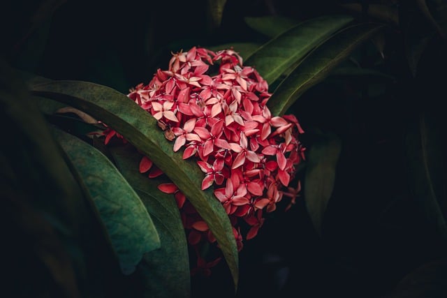 Free download flower beautiful floral red nature free picture to be edited with GIMP free online image editor