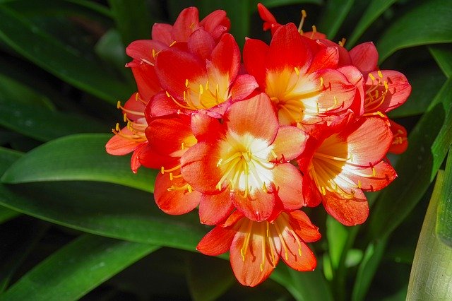 Unduh gratis Flower Beautiful Red - foto atau gambar gratis untuk diedit dengan editor gambar online GIMP