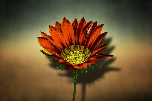 Free download Flower Beautiful Spring -  free photo or picture to be edited with GIMP online image editor