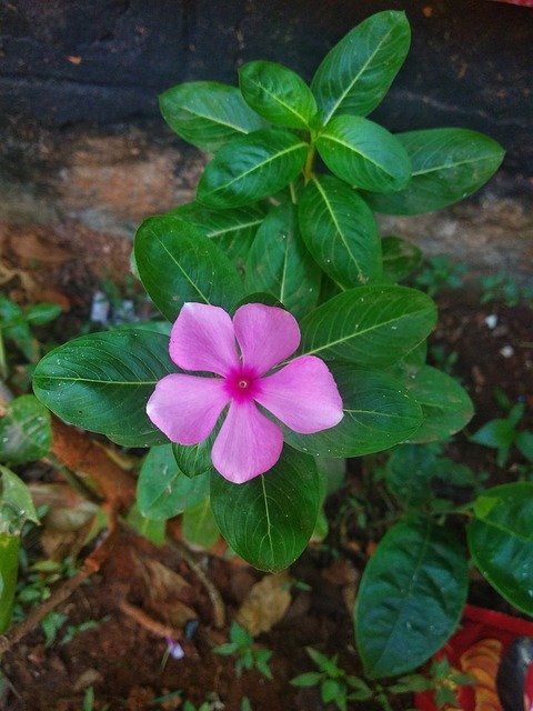 Libreng download Flower Beauty Green - libreng larawan o larawan na ie-edit gamit ang GIMP online na editor ng imahe