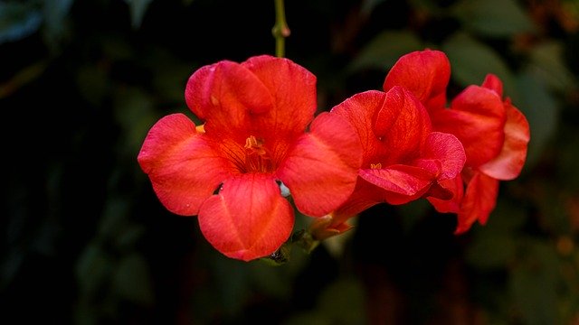 Muat turun percuma Flower Beauty Plant - foto atau gambar percuma untuk diedit dengan editor imej dalam talian GIMP