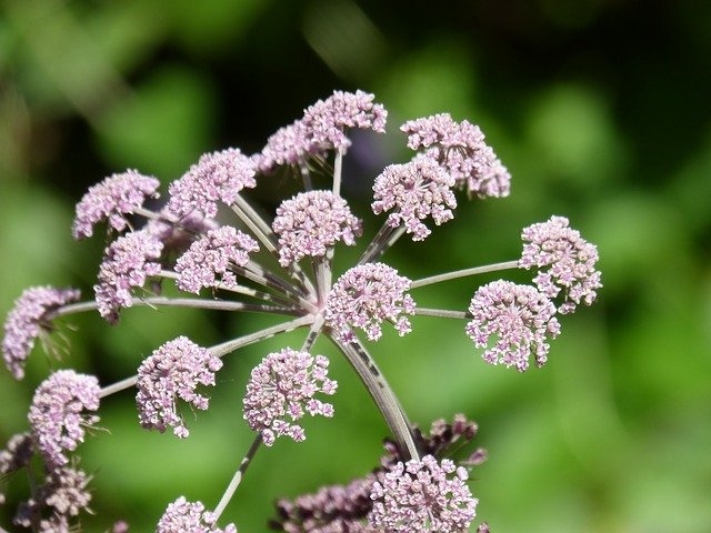 ดาวน์โหลดฟรี Flower Beauty Purple - ภาพถ่ายหรือภาพฟรีที่จะแก้ไขด้วยโปรแกรมแก้ไขรูปภาพออนไลน์ GIMP