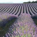 Flower bed  screen for extension Chrome web store in OffiDocs Chromium