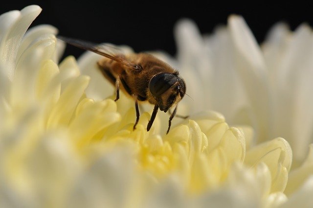 Descarga gratuita Flower Bee Bees - foto o imagen gratis y gratuita para editar con el editor de imágenes en línea GIMP