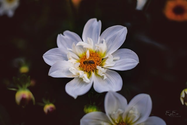 Free download flower bee blossom bloom flora free picture to be edited with GIMP free online image editor