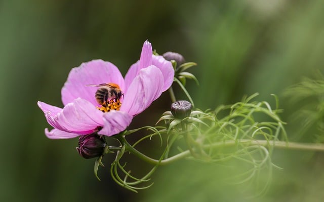 Free download flower bee blossom nectar nature free picture to be edited with GIMP free online image editor