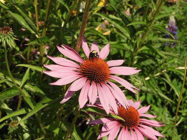 Descărcare gratuită Flower Bee Bumblebee - fotografie sau imagini gratuite pentru a fi editate cu editorul de imagini online GIMP