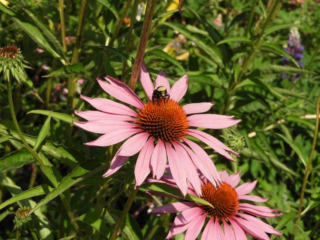 Скачать бесплатно Flower Bee Bumblebee - бесплатное фото или изображение для редактирования с помощью онлайн-редактора изображений GIMP