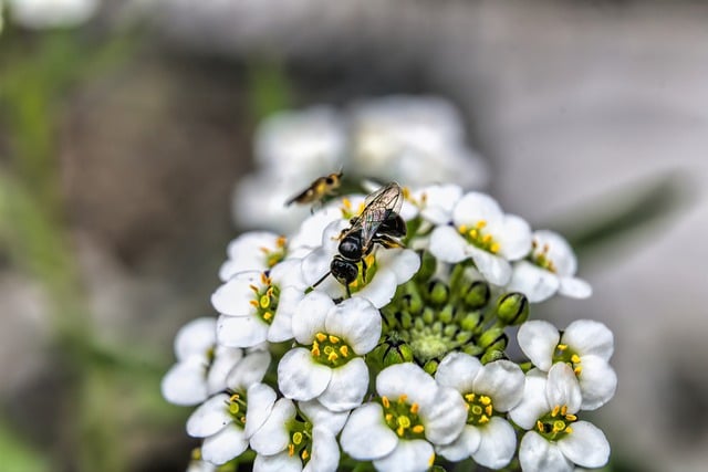 Free download flower bee insect alyssum nature free picture to be edited with GIMP free online image editor