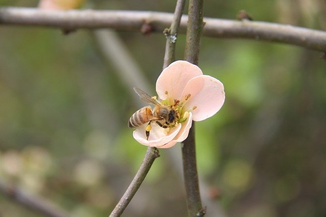 Free download Flower Bee Insects -  free photo or picture to be edited with GIMP online image editor