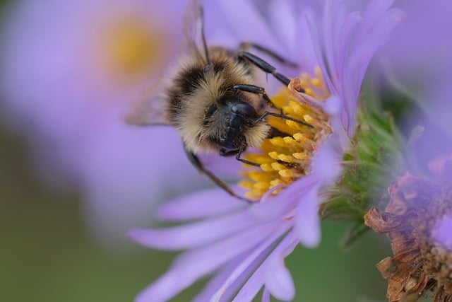 Free download flower bee insect violet stamens free picture to be edited with GIMP free online image editor
