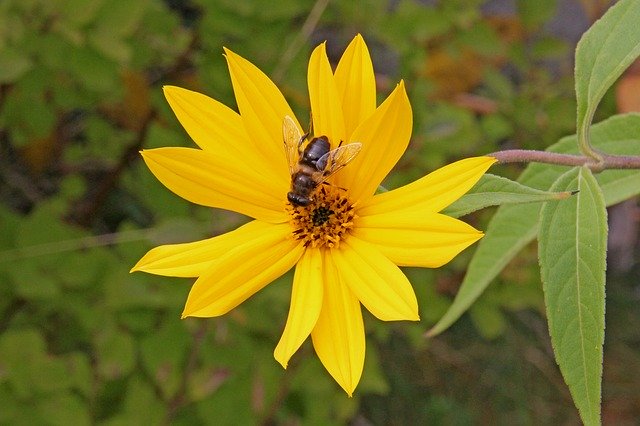 Unduh gratis Flower Bee Nature - foto atau gambar gratis untuk diedit dengan editor gambar online GIMP