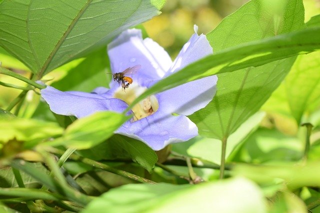 Free download Flower Bee Pollination -  free photo or picture to be edited with GIMP online image editor