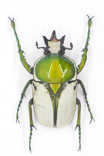 Free download flower beetle beetle bugs bug free picture to be edited with GIMP free online image editor