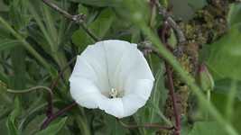 Free download Flower Beetle Insect -  free video to be edited with OpenShot online video editor