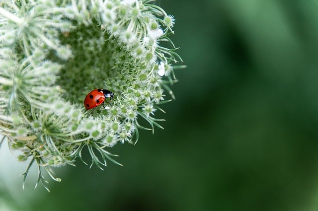Free download flower beetle insect nature free picture to be edited with GIMP free online image editor