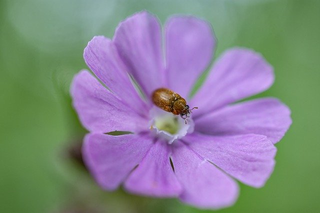 Descărcare gratuită Flower Beetle Purple - fotografie sau imagini gratuite pentru a fi editate cu editorul de imagini online GIMP
