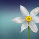 Flower behind the petals  screen for extension Chrome web store in OffiDocs Chromium