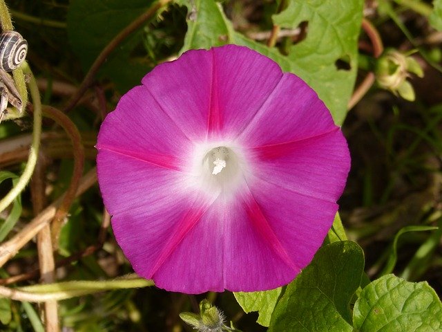 Bezpłatne pobieranie szablonu Flower Bell Campanula do edycji za pomocą internetowego edytora obrazów GIMP