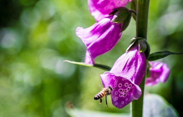 دانلود رایگان Flower Bellflower Pink - عکس یا تصویر رایگان قابل ویرایش با ویرایشگر تصویر آنلاین GIMP