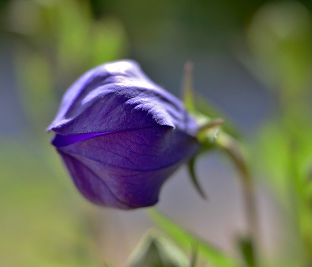 Free download Flower Bellflower Vegetable -  free photo or picture to be edited with GIMP online image editor