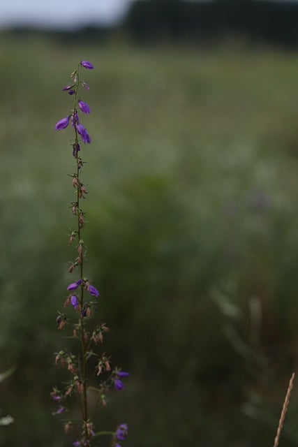 Free download flower bell meadow grass forest free picture to be edited with GIMP free online image editor