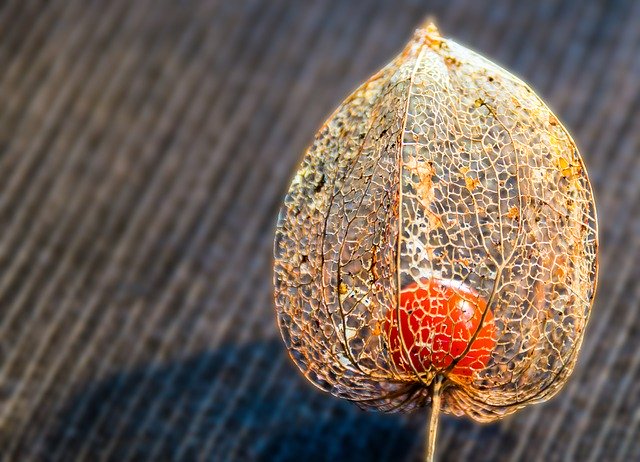 Muat turun percuma templat foto percuma Flower Berry Red untuk diedit dengan editor imej dalam talian GIMP