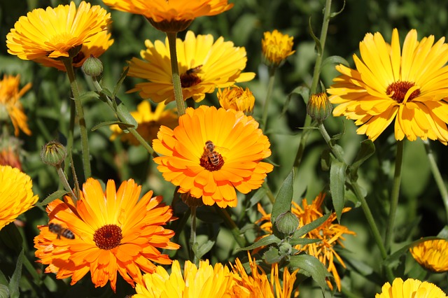 Free download flower bi flowers garden bumblebee free picture to be edited with GIMP free online image editor