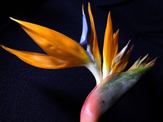 Free download Flower Bird Exotic Colorful -  free photo or picture to be edited with GIMP online image editor
