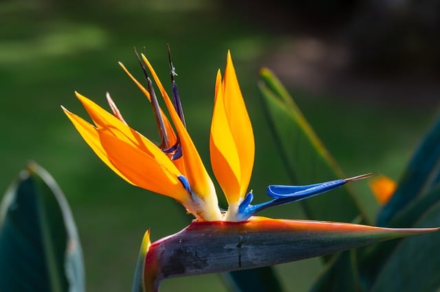 Free download flower bird of paradise flower free picture to be edited with GIMP free online image editor
