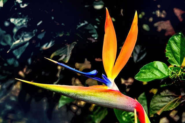 Free download Flower Bird Of Paradise Nature -  free free photo or picture to be edited with GIMP online image editor