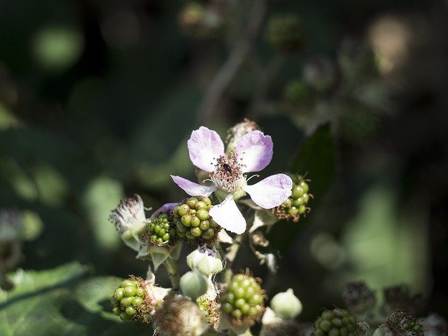 Descărcare gratuită Flower Blackberry Nature - fotografie sau imagine gratuită pentru a fi editată cu editorul de imagini online GIMP