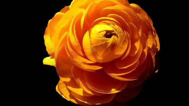Free download Flower Black Yellow -  free photo or picture to be edited with GIMP online image editor