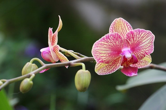 Download gratuito Flower Bloom Blossom: foto o immagine gratuita da modificare con l'editor di immagini online GIMP