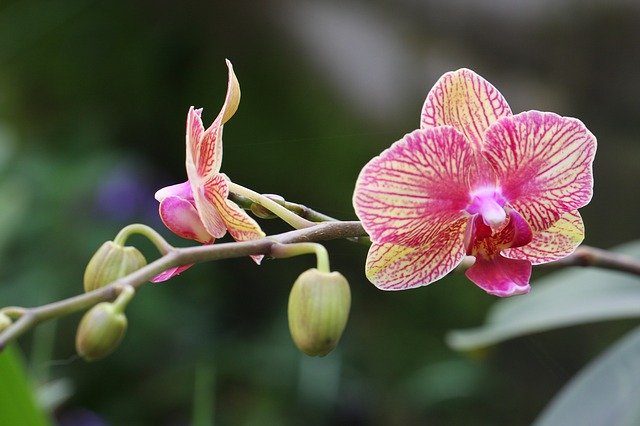 Muat turun percuma Flower Bloom Blossom - foto atau gambar percuma untuk diedit dengan editor imej dalam talian GIMP