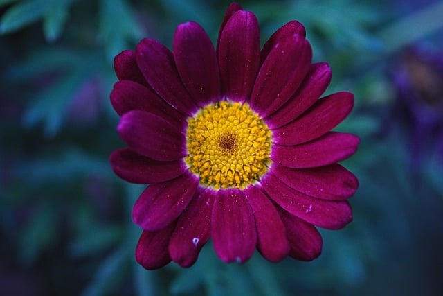 ดาวน์โหลดภาพดอกไม้บานดอกไม้พฤกษศาสตร์กลีบฟรีฟรีเพื่อแก้ไขด้วยโปรแกรมแก้ไขรูปภาพออนไลน์ GIMP ฟรี