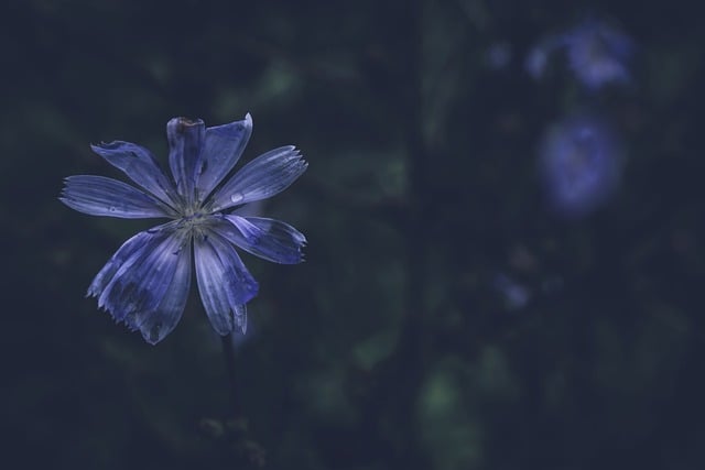 Descarga gratuita de la imagen gratuita de flor de achicoria para editar con el editor de imágenes en línea gratuito GIMP
