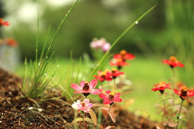 Free download flower bloom blossom dream park free picture to be edited with GIMP free online image editor