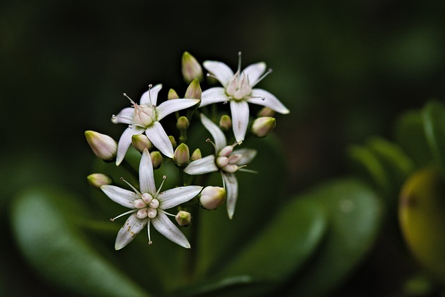 Free download flower bloom blossom nature botany free picture to be edited with GIMP free online image editor